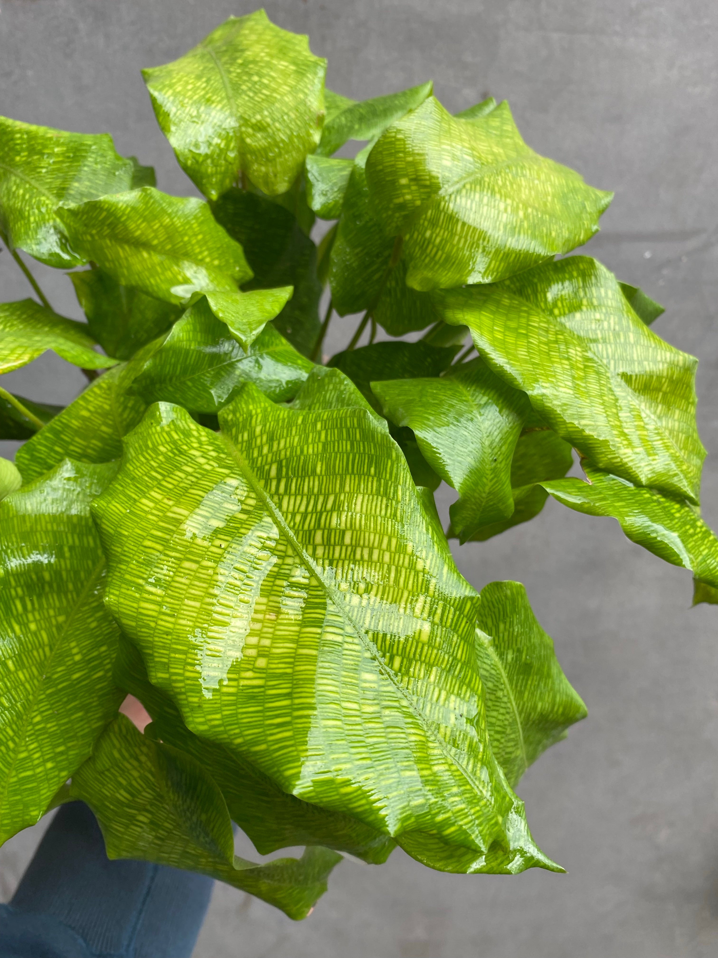 Calathea Network