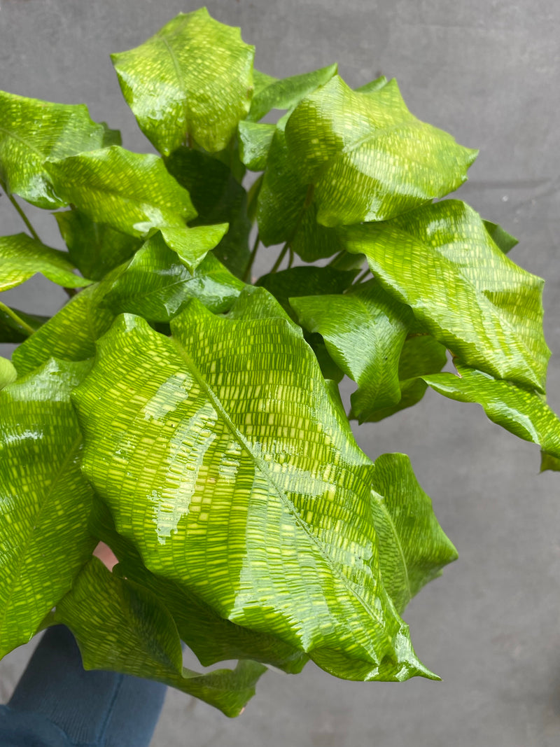Calathea Network-2