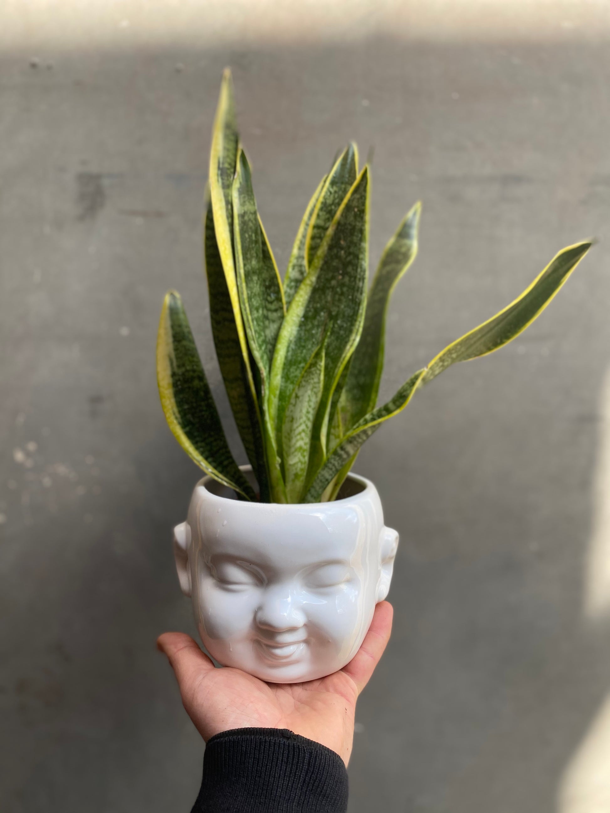 Snake Plant-3