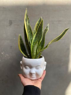 Snake Plant-3
