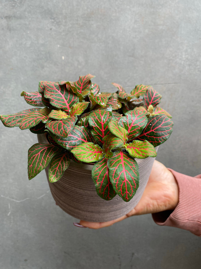 Fittonia-7