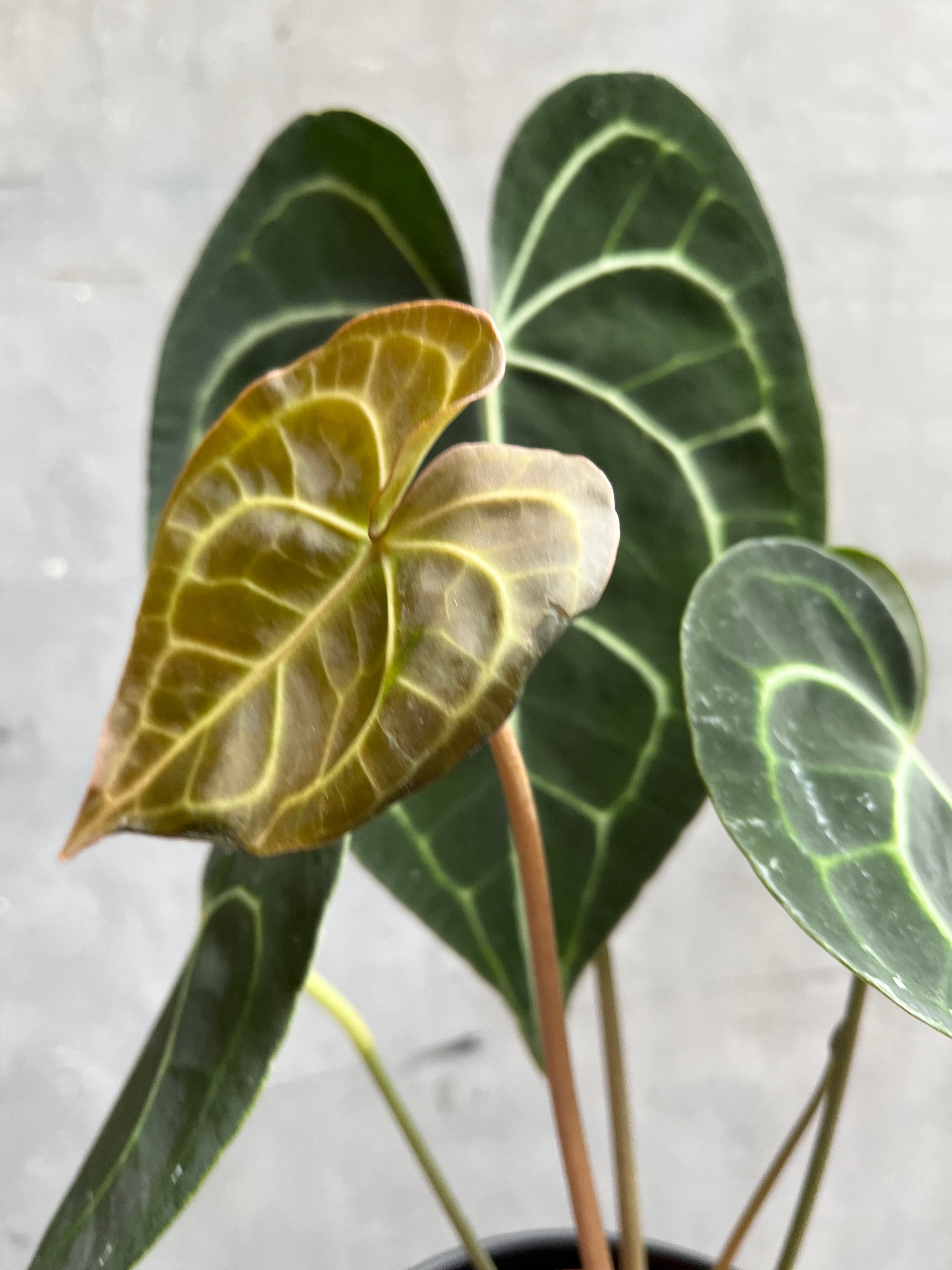 Anthurium Clarinervium-3