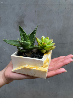 Custom Steps Planter-5