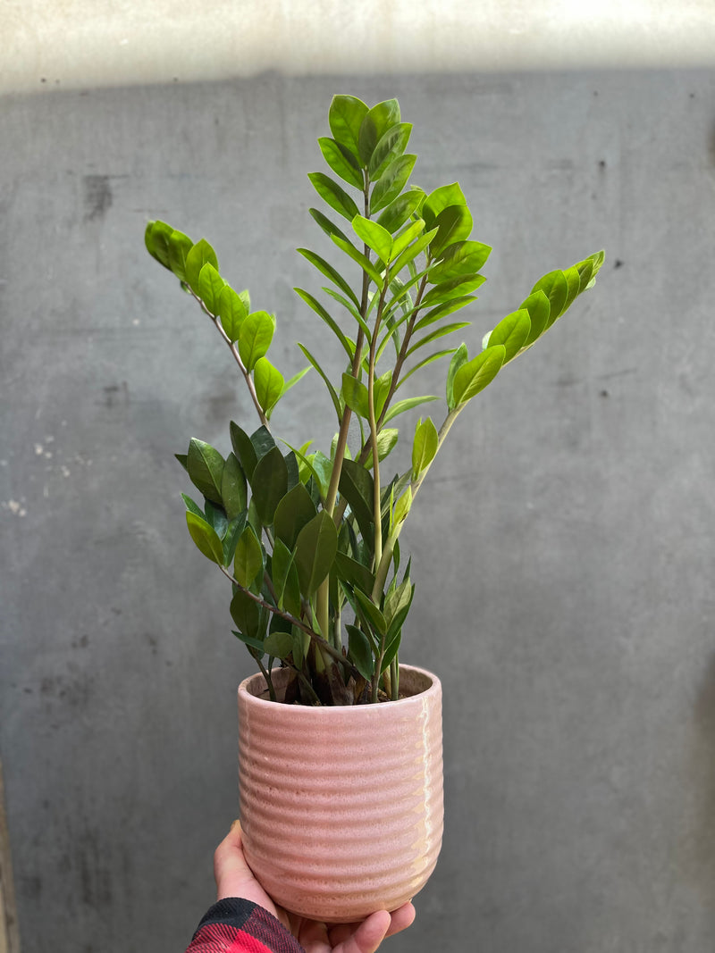 ZZ Plant (Zamioculcas Zamifolia)-2