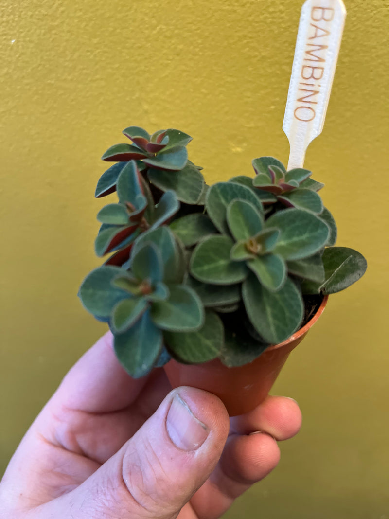 Peperomia Red Log-3