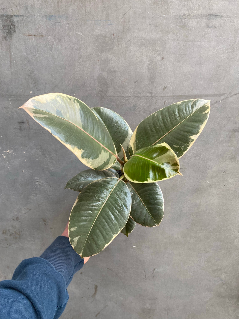 Ficus Tineke-7