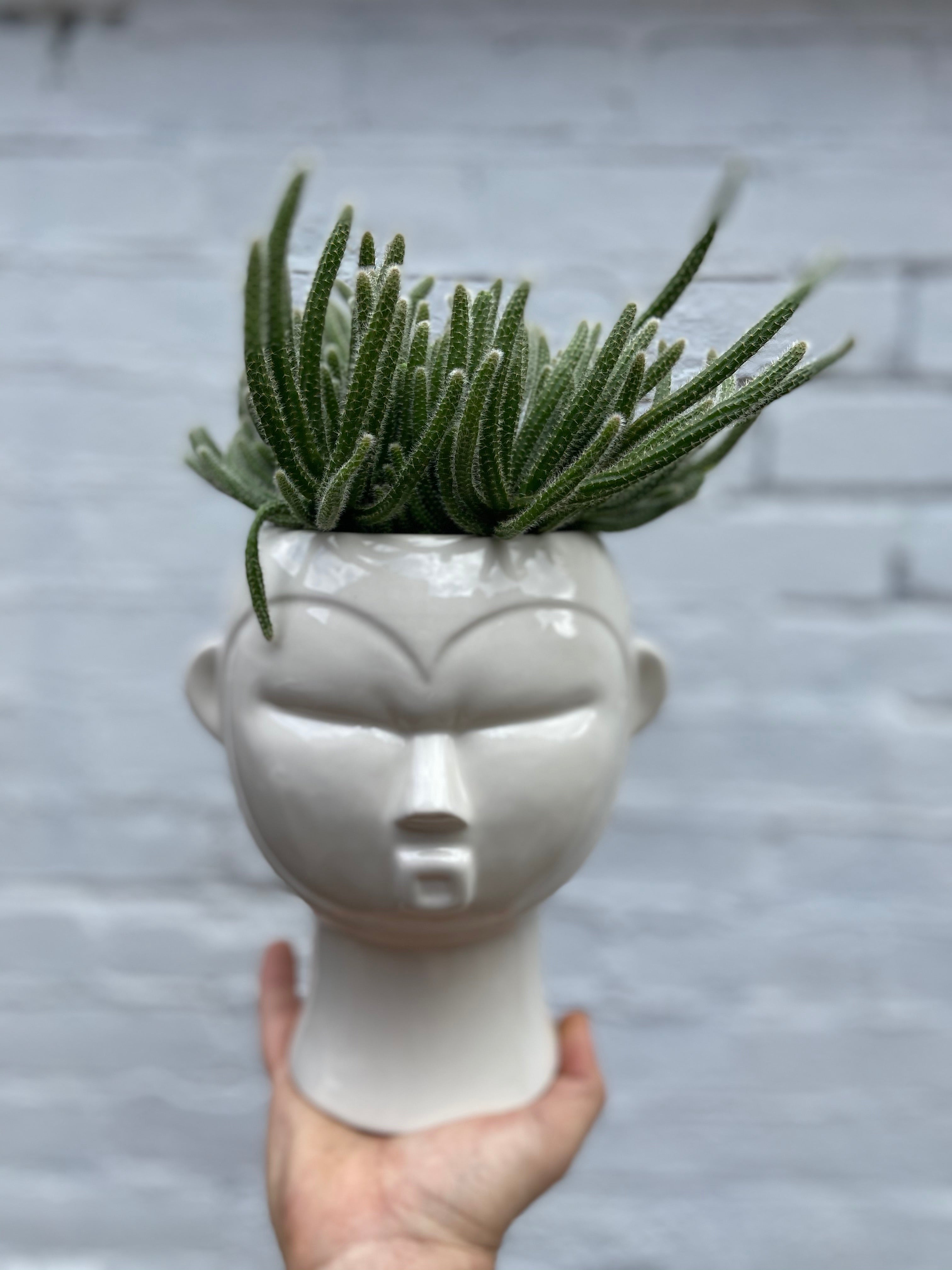 Head Planters-5