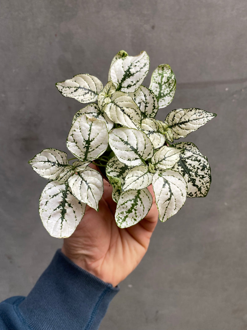 Polka Dot Plant-4