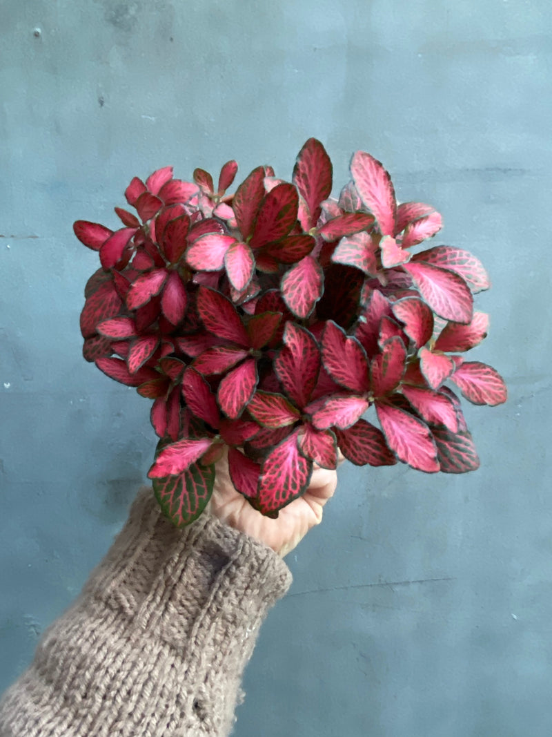 Fittonia-9