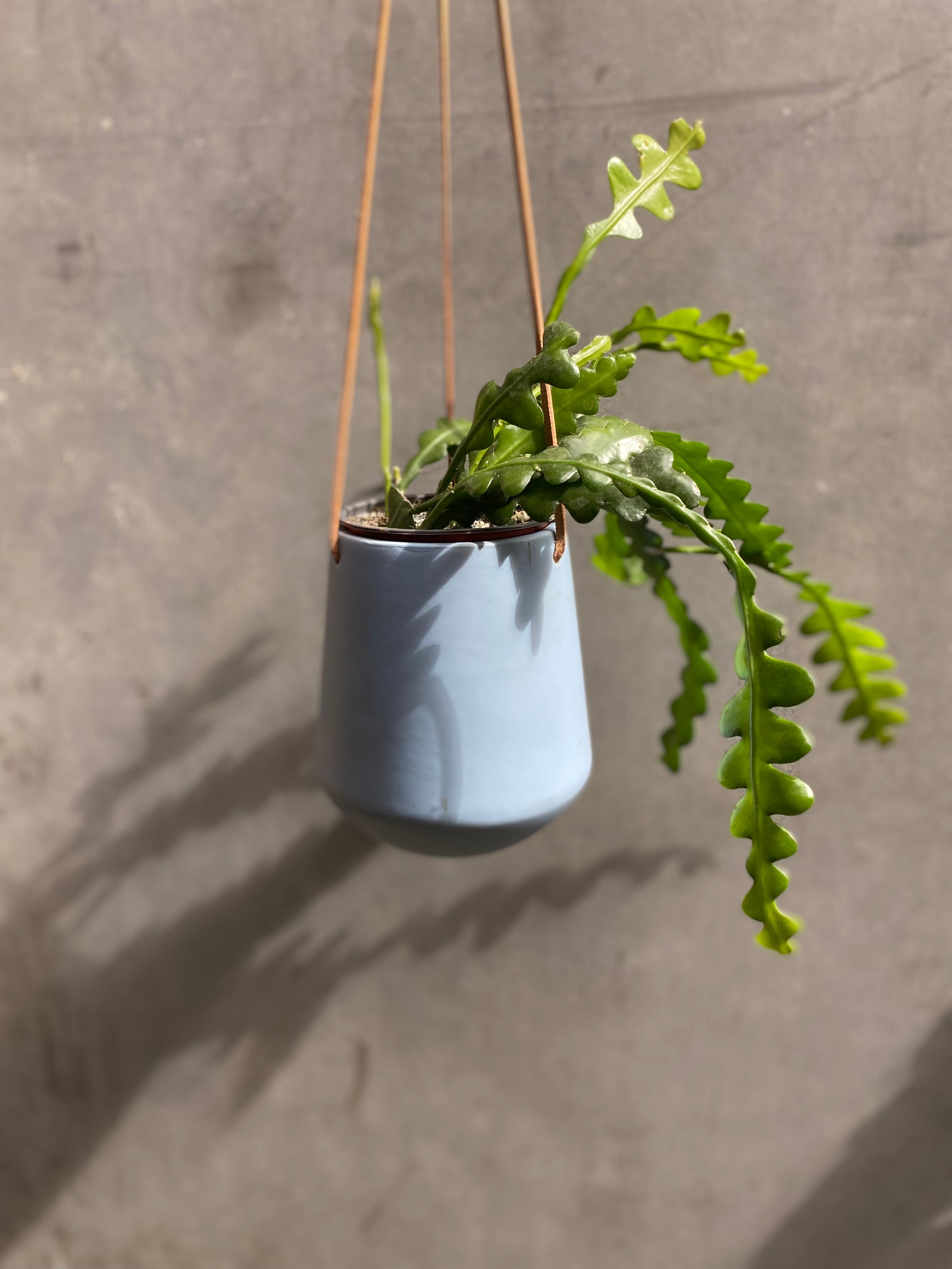Skittle Hanging Pots (large)-14
