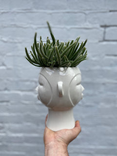 Head Planters-4