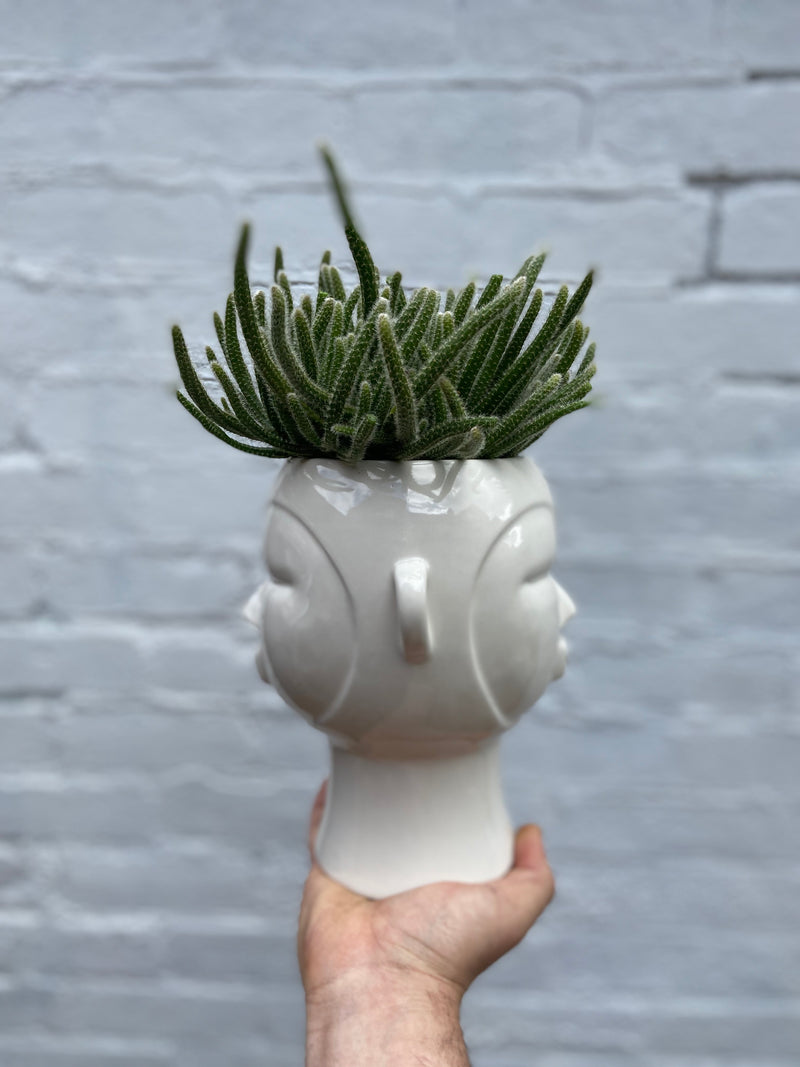 Head Planters-4