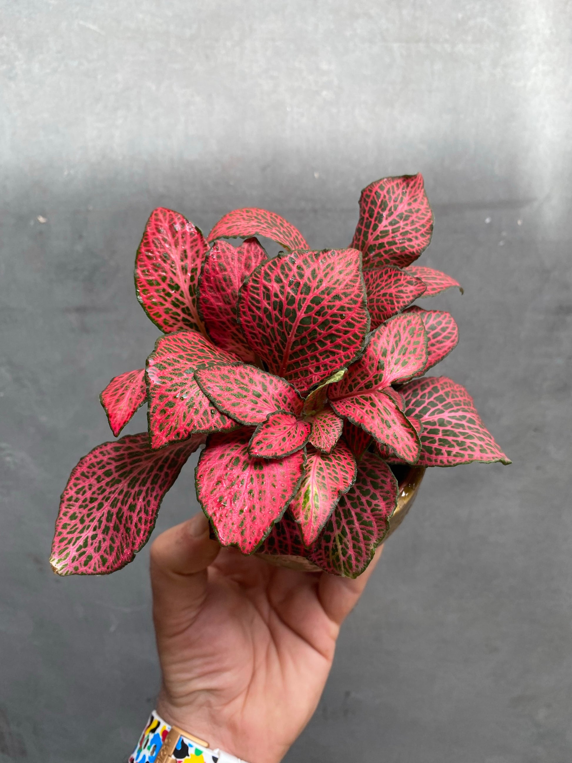 Fittonia-3