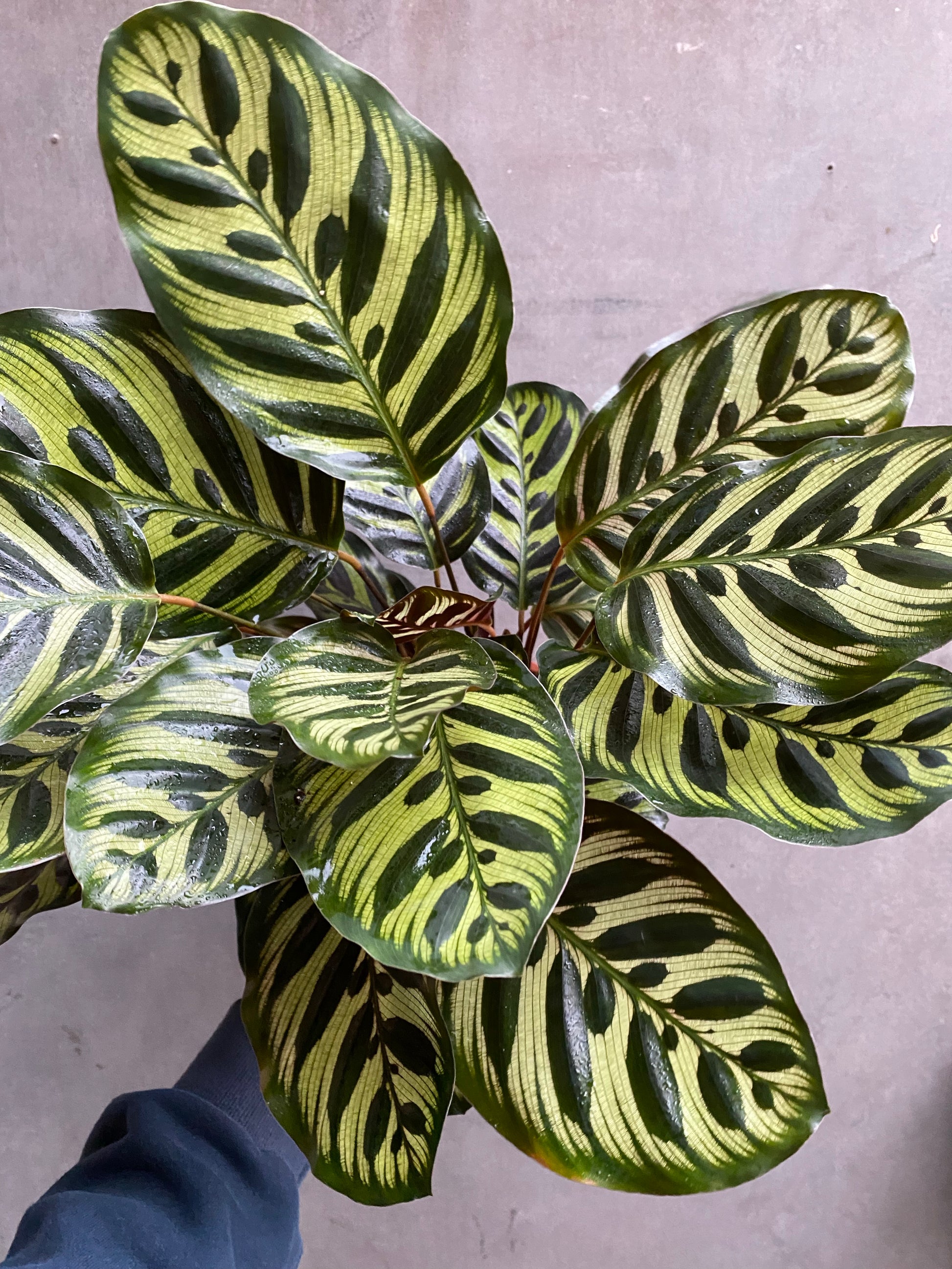 Calathea Makoyana-4