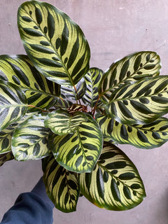 Calathea Makoyana-4