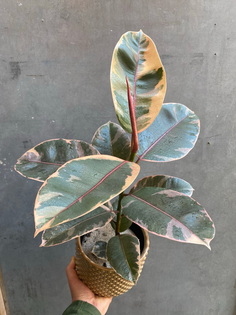 Ficus Belize-5