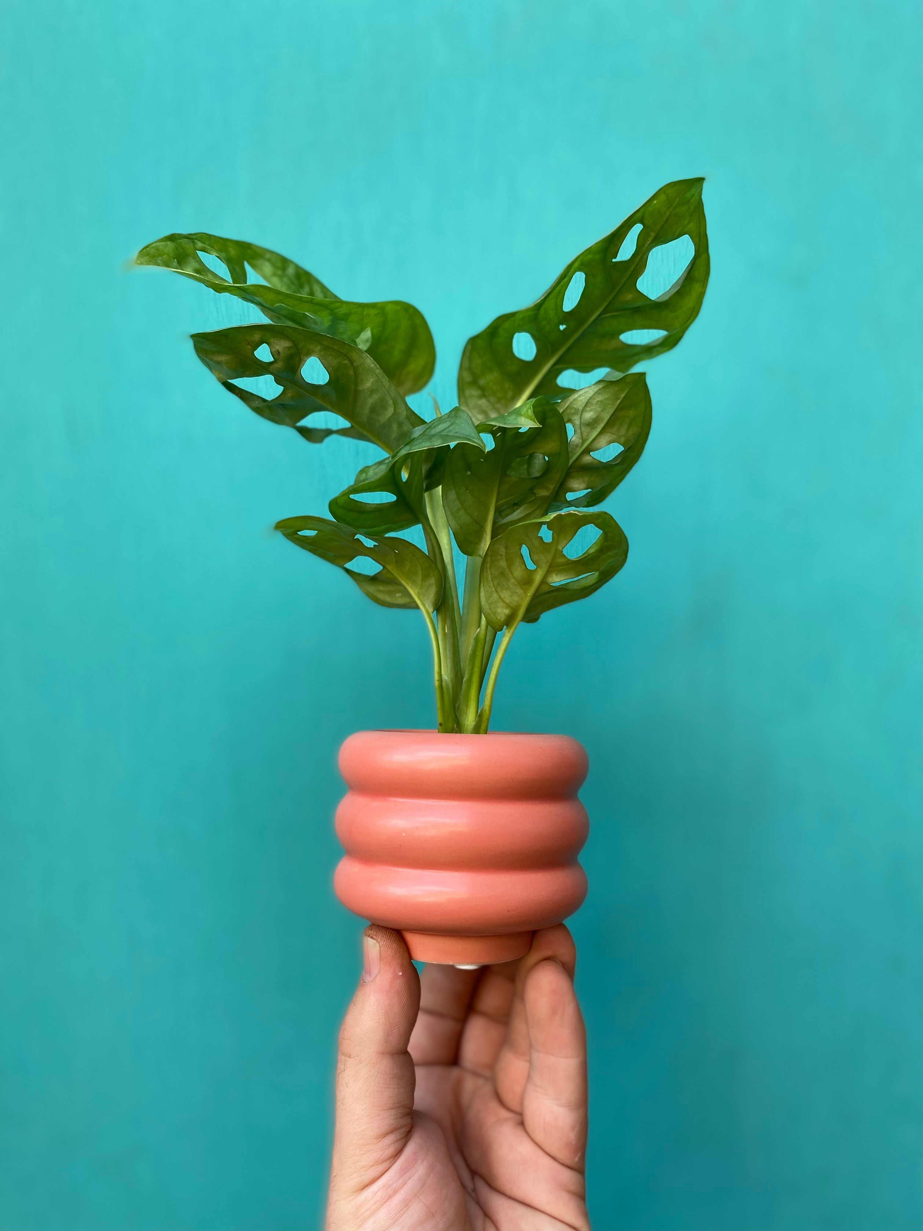 Monkey Leaf Monstera
