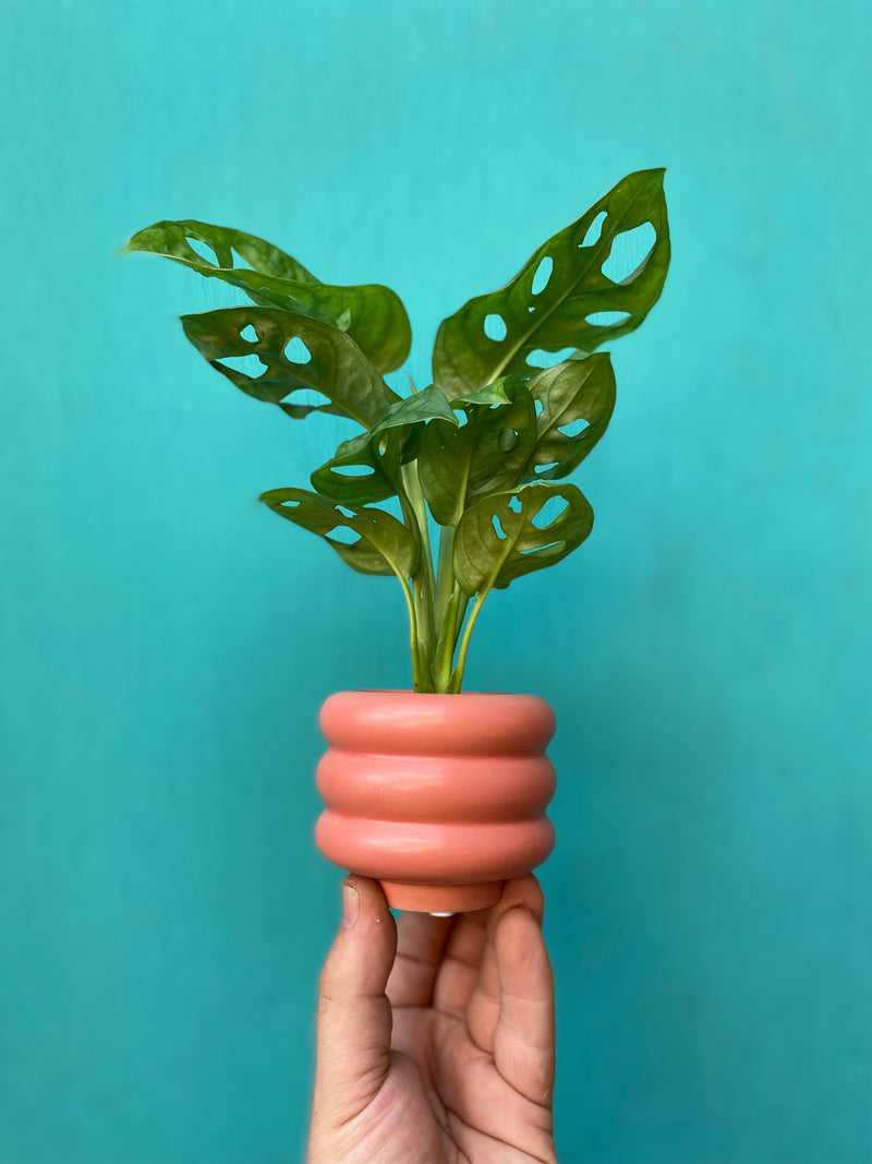 Monkey Leaf Monstera-2