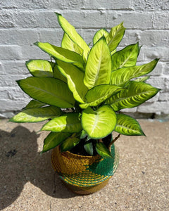 Dieffenbachia Summer Style-7