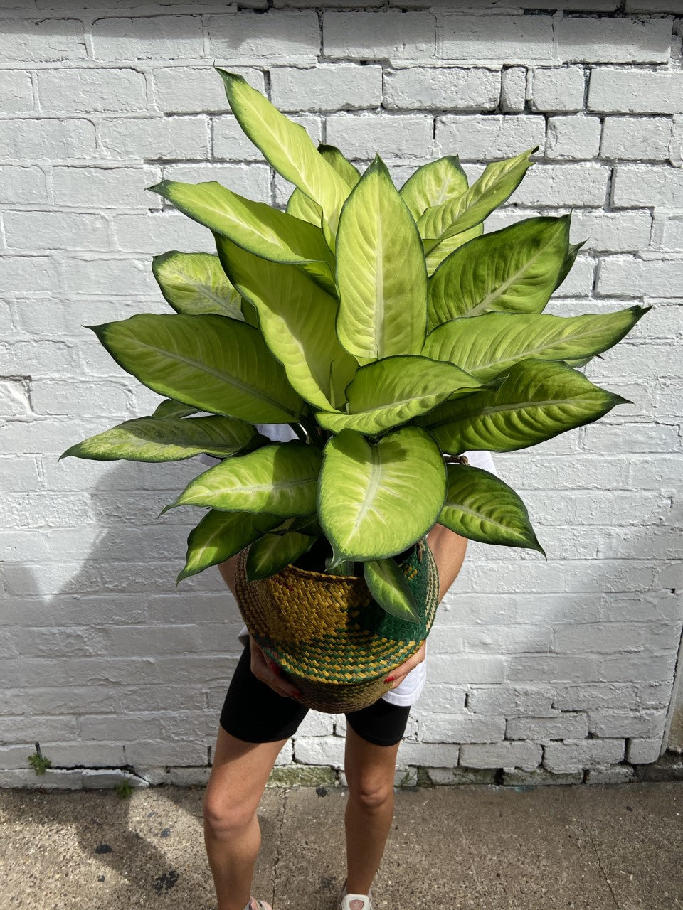 Dieffenbachia Summer Style-8